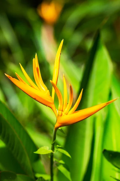 Strelitzia Gialla Nella Giungla Tropicale Sull Isola Bohol Filippine — Foto Stock