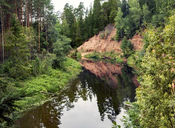 Bosque Denso Pinos Orillas Del Río Gauja Letonia — Foto de Stock