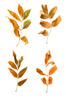 Sonbahar akçaağaç dalını beyaz arkaplanda izole edilmiş yapraklarla ayarla