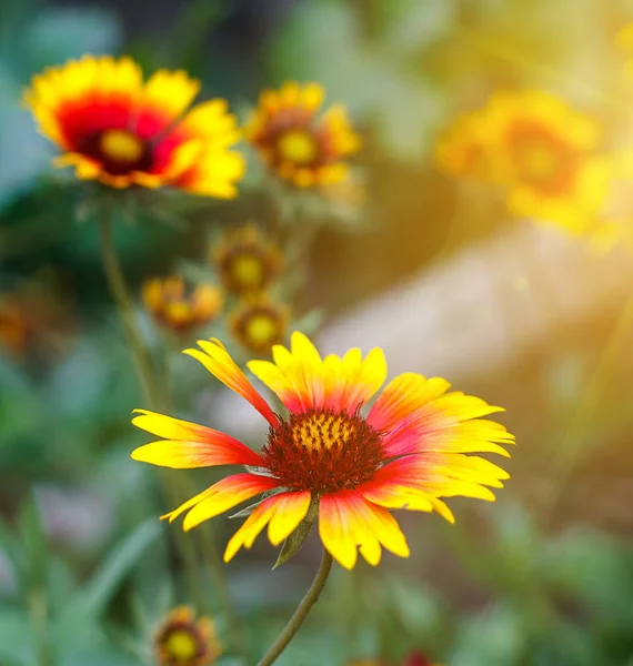 Belle Fleur Jaune Vif Hélium Sur Prairie Verte Fleurs — Photo