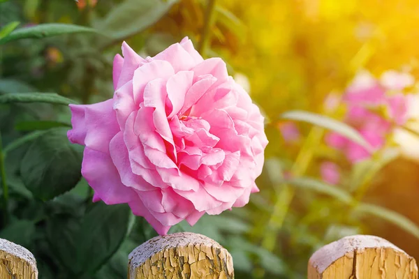 Vacker Rosa Ros Med Blad Sommarträdgård Bakgrund Grönska — Stockfoto