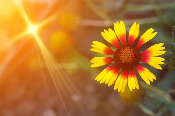 Krásné Zářivě Žlutý Květ Helenium Kvetoucí Zelená Louka — Stock fotografie