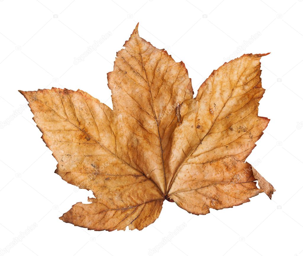 Autumn maple branch with leaves isolated on  white background