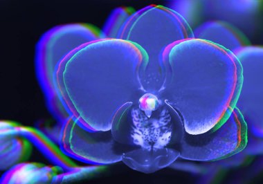 Arka arka plan bulanık Glitch etkisi ile güzel Orkide şube