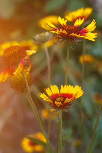 Ярко Желтый Цветок Рудбекия Цветущем Зеленом Лугу — стоковое фото