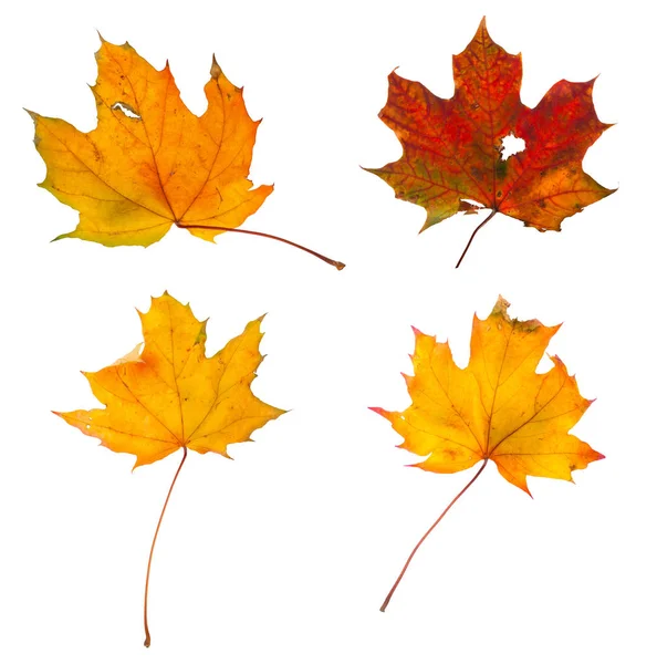 Set Autumn Maple Branch Leaves Isolated White Background — Stock Photo, Image