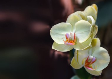 Bulanık arka plan güzel sarı orkide dalda 