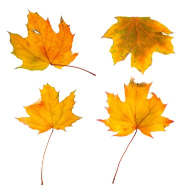 Sonbahar akçaağaç dalını beyaz arkaplanda izole edilmiş yapraklarla ayarla