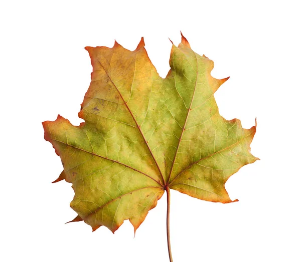 Branche Érable Automne Avec Feuilles Isolées Sur Fond Blanc — Photo