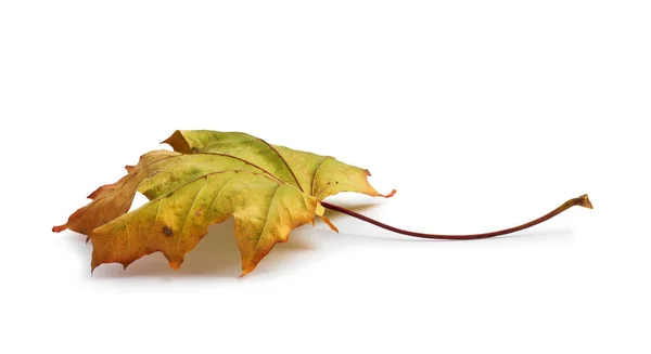 Herfst Esdoorn Tak Met Bladeren Geïsoleerd Witte Achtergrond — Stockfoto