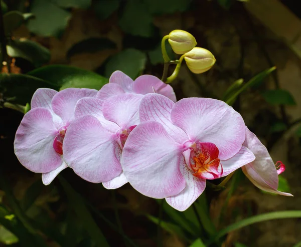Красивая Розовая Ветка Орхидеи Абстрактном Размытом Фоне — стоковое фото