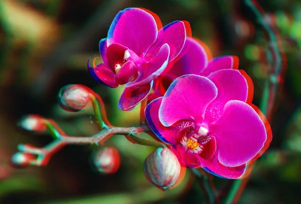 Schöner Orchideenzweig Auf Abstraktem Verschwommenem Hintergrund Mit Glitch Effekt — Stockfoto