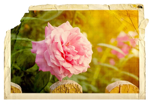 Ramo Hermosas Rosas Rosadas Con Invitación Felicitación Fondo Blanco — Foto de Stock