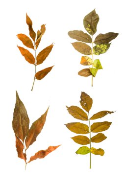 Sonbahar akçaağaç dalını beyaz arkaplanda izole edilmiş yapraklarla ayarla