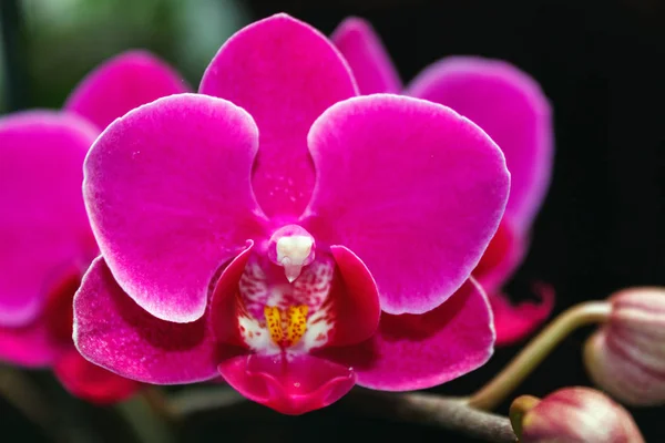 Hermosa Rama Orquídea Rosa Sobre Fondo Borroso Abstracto —  Fotos de Stock