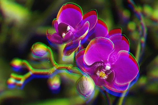 Belle Branche Orchidée Sur Fond Flou Abstrait Avec Effet Glitch — Photo