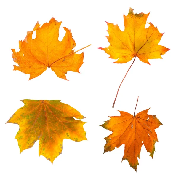 Sonbahar akçaağaç dalını beyaz arkaplanda izole edilmiş yapraklarla ayarla