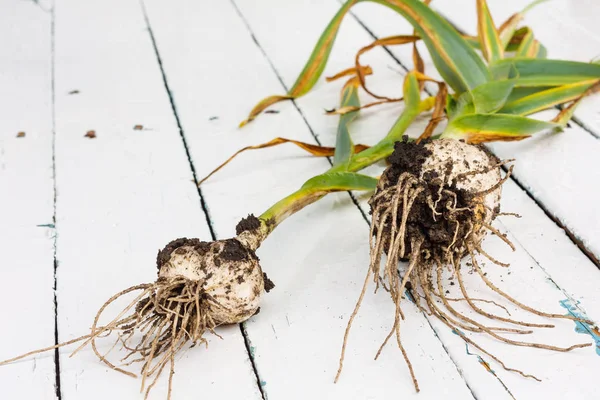 Taze olgun hasat sarımsak ahşap bir masa üzerinde parçaları Dünya'nın içinde dışarıda