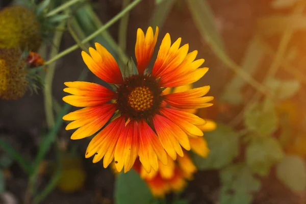 Gyönyörű Fényes Sárga Virág Helenium Virágzó Zöld Rét — Stock Fotó