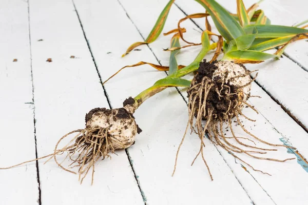 Vers Rijp Geoogst Knoflook Een Houten Tafel Buiten Kluiten Aarde — Stockfoto