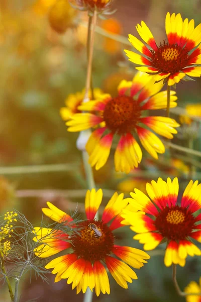 Krásné Zářivě Žlutý Květ Rudbeckia Kvetoucí Zelená Louka — Stock fotografie
