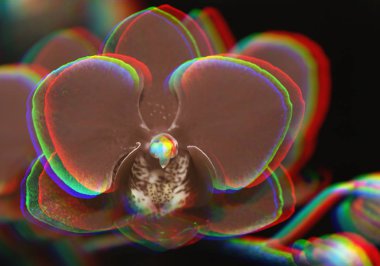 Arka arka plan bulanık Glitch etkisi ile güzel Orkide şube