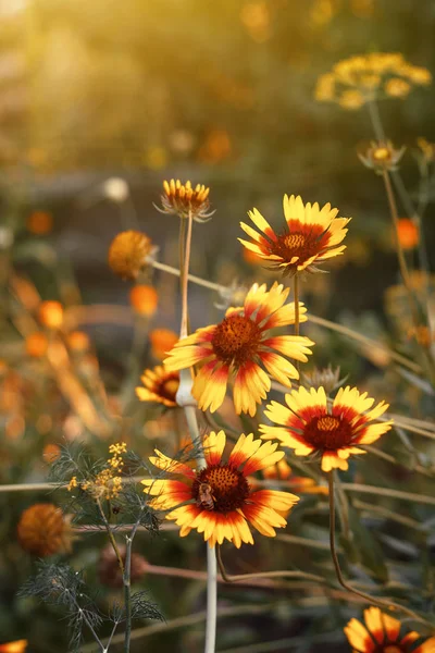 Schöne Leuchtend Gelbe Blume Helenium Auf Blühender Grüner Wiese — Stockfoto