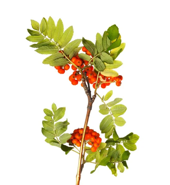 Branch Mountain Ash Ripe Berries Green Foliage White Isolated Background — Stock Photo, Image