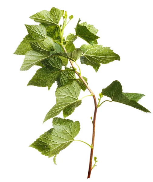 Green Beautiful Currant Branch Isolated Background — Stock Photo, Image