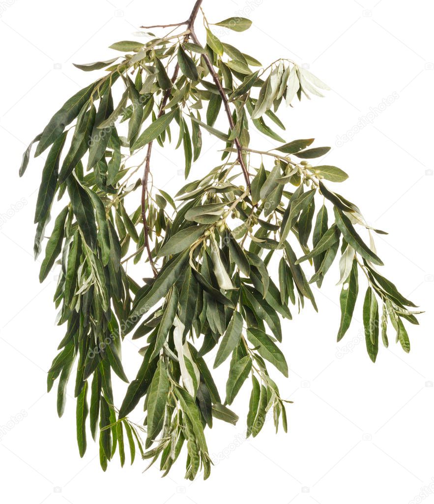 Green beautiful Hippophae branch on white isolated background