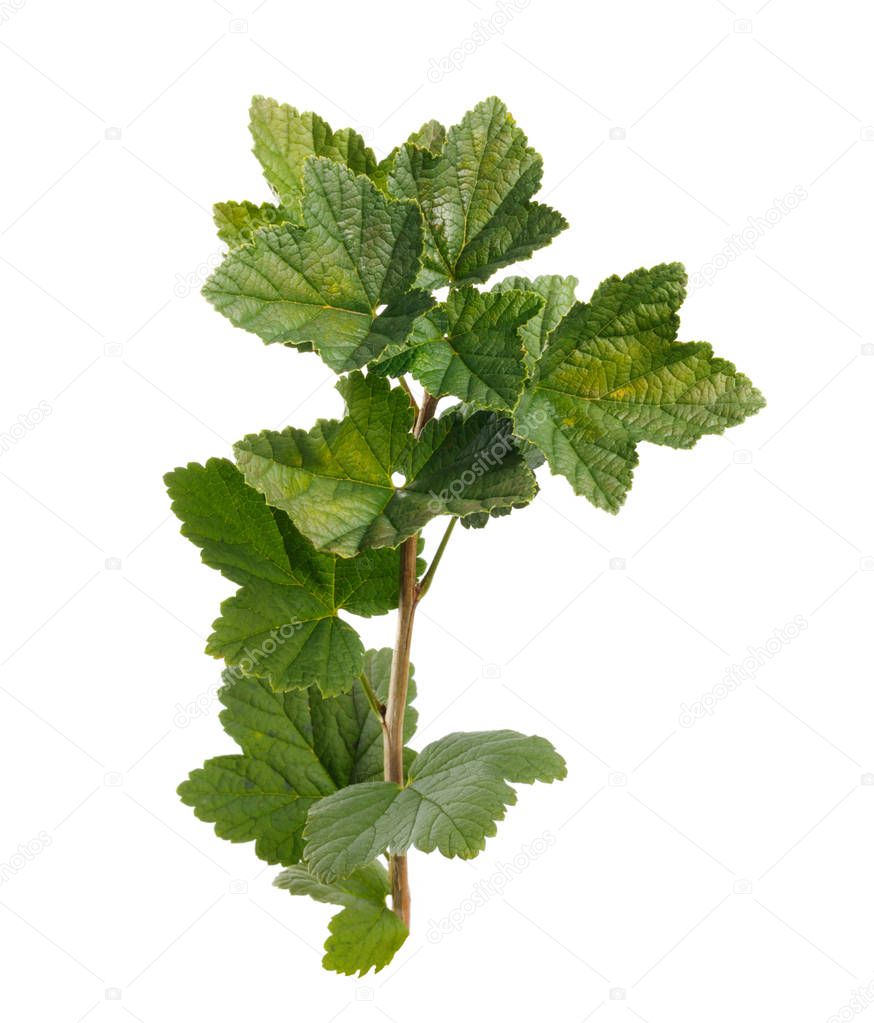 Green beautiful currant branch on white isolated background