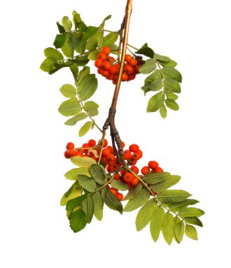 Olgun çilek ve beyaz izole zemin üzerine yeşil bitki örtüsü ile dağ kül Şubesi