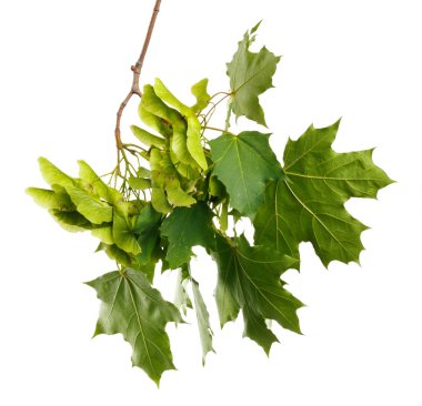 Akçaağaç beyaz izole zemin üzerine yeşil yaz Şubesi