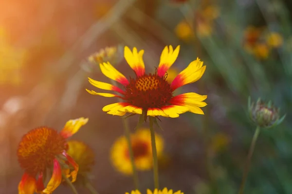 Όμορφο Φωτεινό Κίτρινο Λουλούδι Helenium Ανθισμένα Πράσινο Λιβάδι — Φωτογραφία Αρχείου