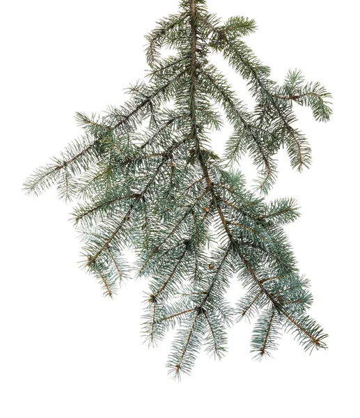 Green Branch Spruce Needles White Isolated Background — Stock Photo, Image