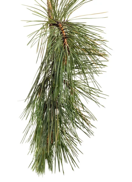 Green Branch Pine Needles White Isolated Background Stock Photo