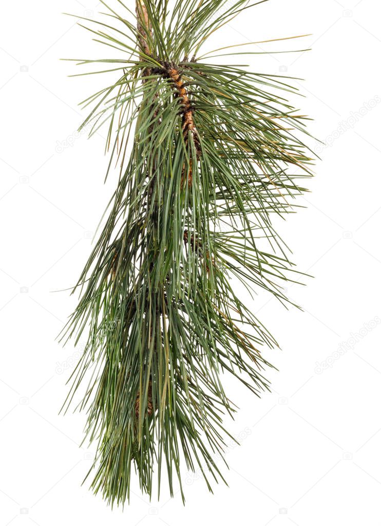 Green branch of pine with needles on white isolated background