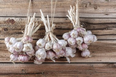 Bundles of fresh garlic dried on vintage wooden wall.  Copy space. clipart