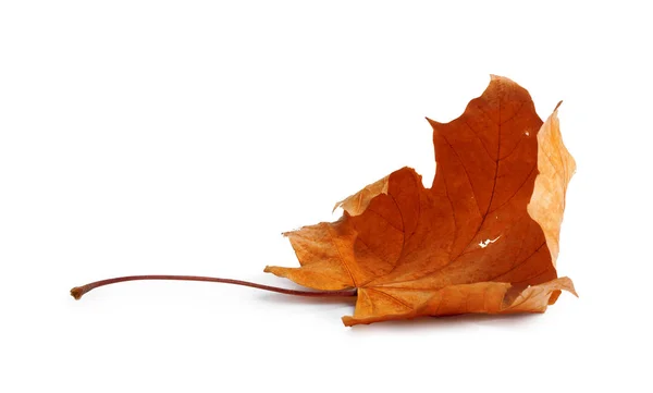 Podzimní Javor Větev Listy Stínem Izolovaných Bílém Pozadí — Stock fotografie