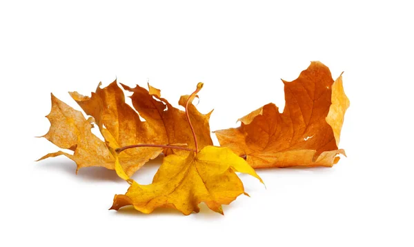 Herbst Ahorn Zweig Mit Blättern Mit Schatten Isoliert Auf Weißem — Stockfoto