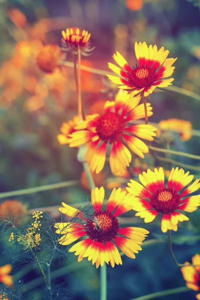 Gyönyörű Fényes Sárga Virág Rudbeckia Virágzó Zöld Rét — Stock Fotó