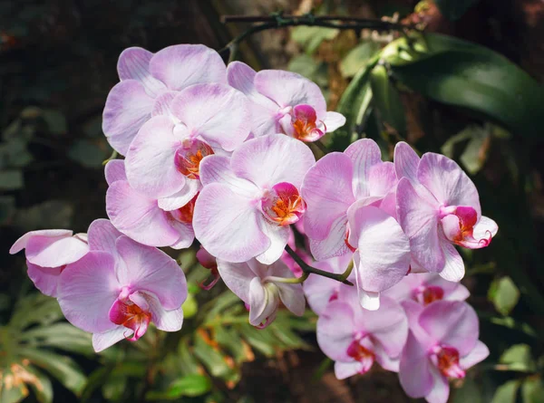 Bello Ramo Orchidea Rosa Sfondo Sfocato Astratto — Foto Stock
