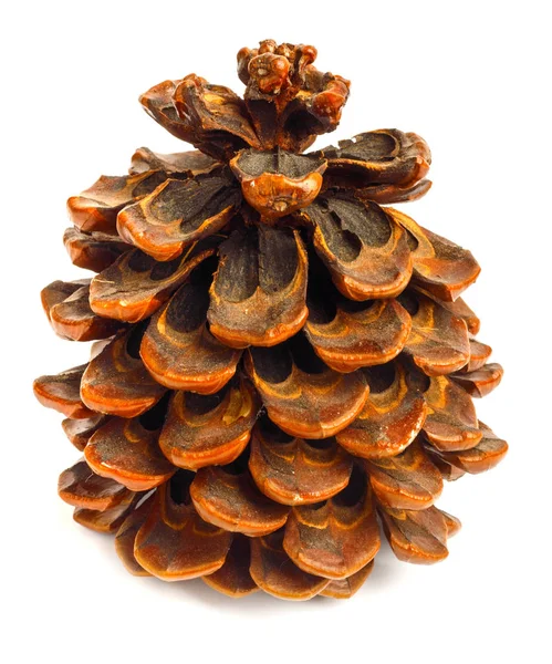 Old Brown Pinecone Isolated White Background — Stock Photo, Image