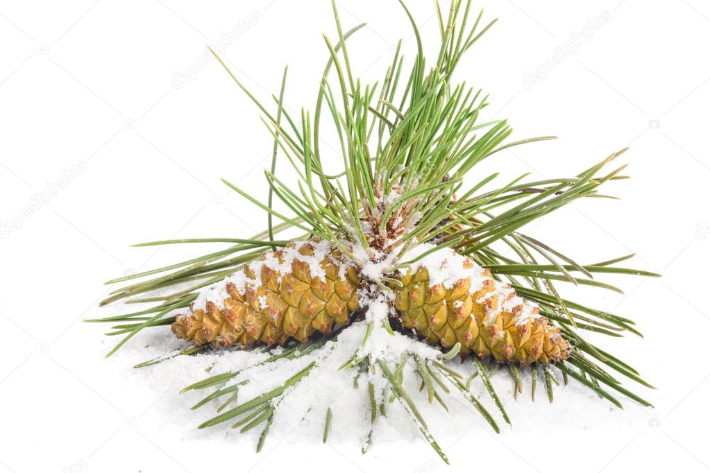 Branch of Christmas tree and pine cones covered with snow on white isolated background