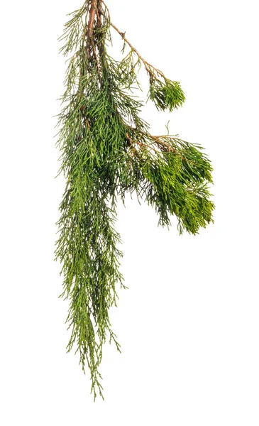Grüner Zweig Eines Wacholders Mit Beeren Und Nadeln Auf Weißem — Stockfoto