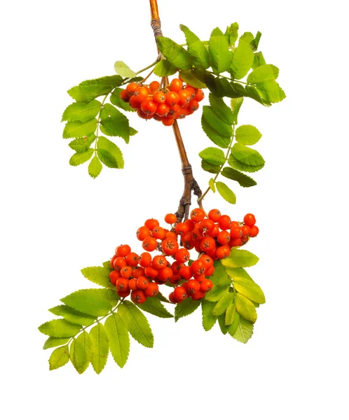 Branch Mountain Ash Ripe Berries Green Foliage White Isolated Background — Stock Photo, Image