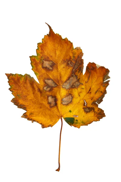 Herbst Ahorn Zweig Mit Blättern Isoliert Auf Weißem Hintergrund — Stockfoto