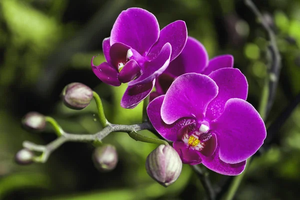 Schöne Rosa Orchidee Zweig Auf Abstrakten Verschwommenen Hintergrund — Stockfoto