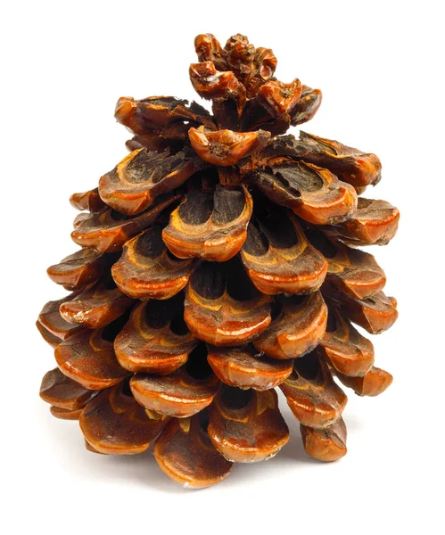 Pinecone Marrón Viejo Aislado Sobre Fondo Blanco — Foto de Stock