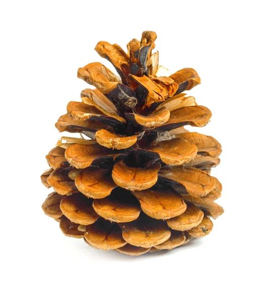 Pinecone Marrón Viejo Aislado Sobre Fondo Blanco —  Fotos de Stock